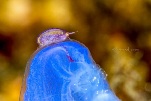 Amphipod on Blue Tunicate with 5% crop by Wayne Jones 